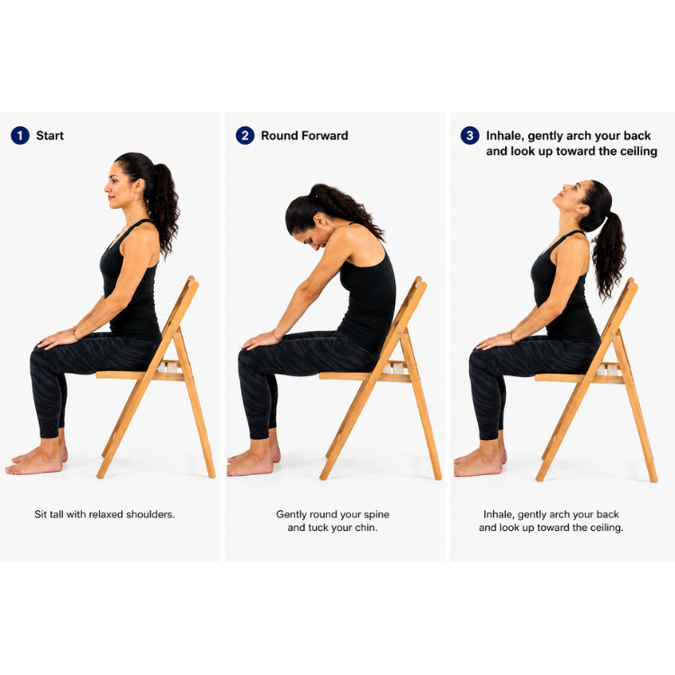 Seated Cat-Cow Stretch